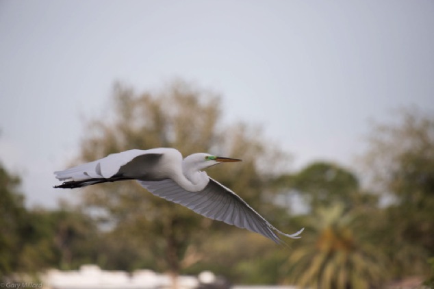 Great Egret in Flight 2
Venice Area Audubon Rookery
Venice Florida